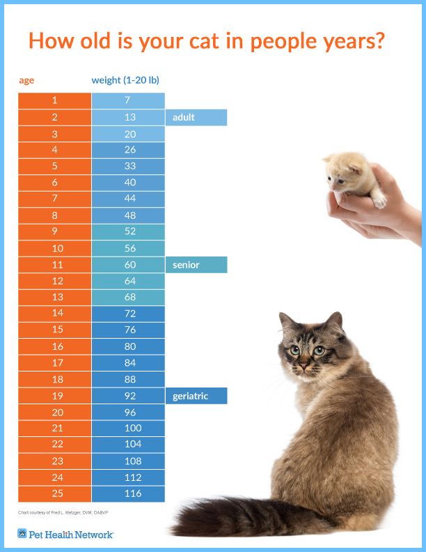 Cat Weights By Age Chart